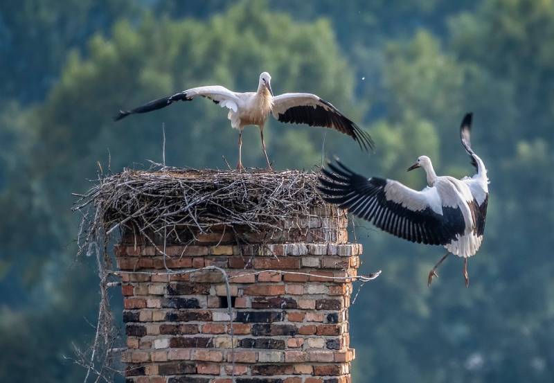 Expert Chimney Animal Removal in Roselle, IL Professional Chimney Animal Removal Services in Roselle, Illinois