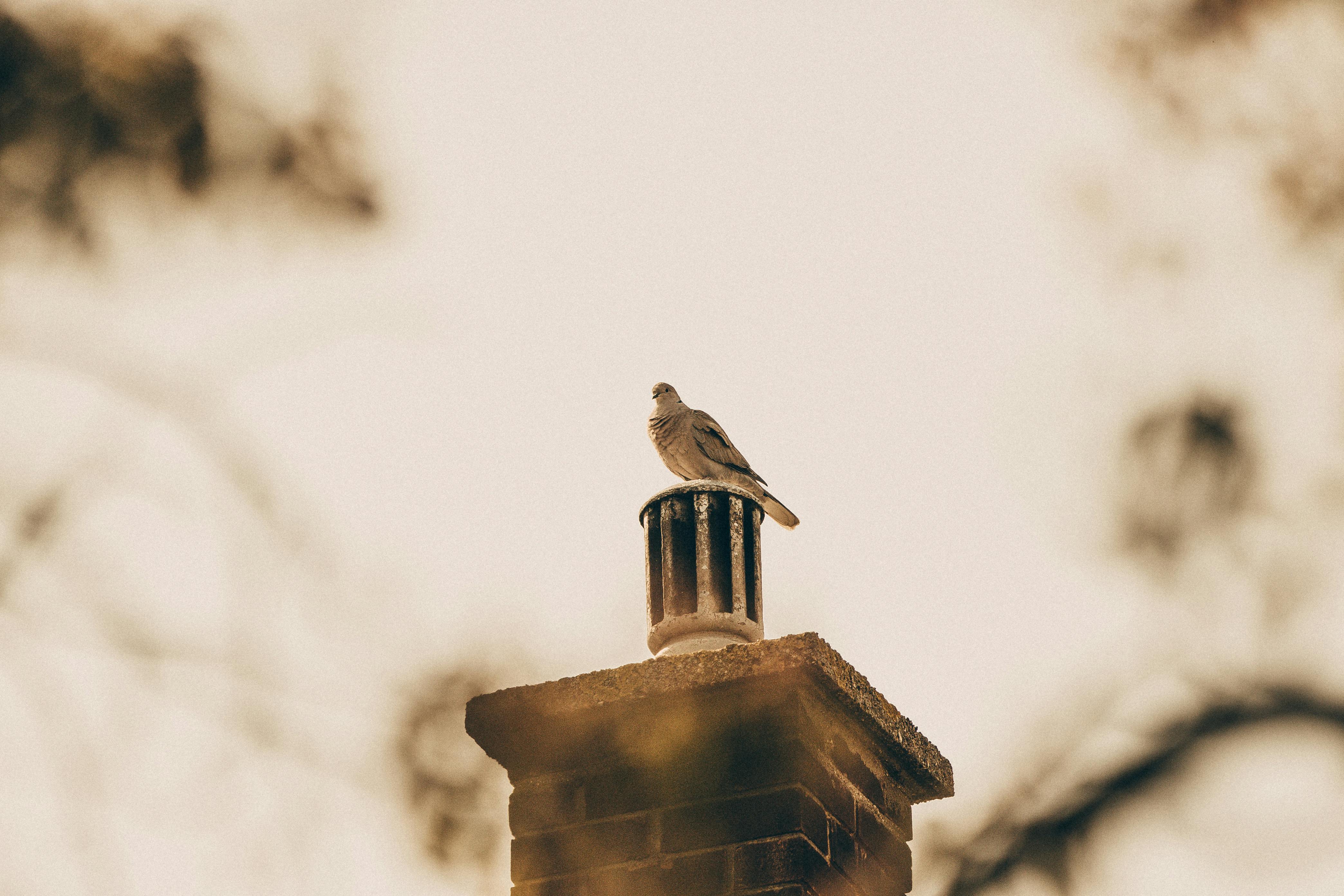Professional Chimney Cap Installation Services in Roselle, IL Expert Chimney Cap Installation in Roselle, Illinois